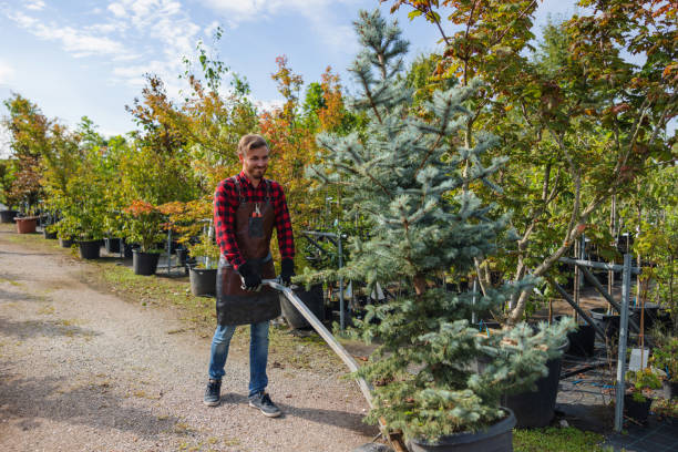 Trusted Desert Hot Springs, CA Tree Removal and Landscaping Services Experts